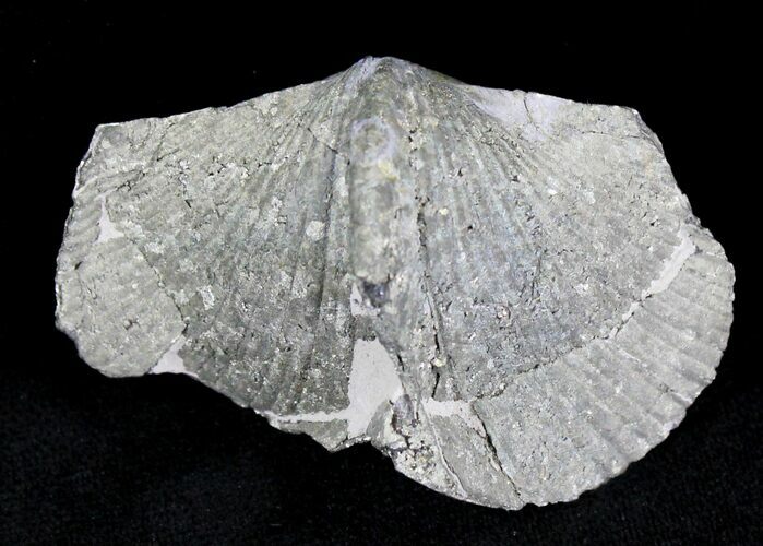 Large Pyrite Replaced Brachiopod - Silica Shale #21086